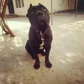 Порода Кане Корсо щенки