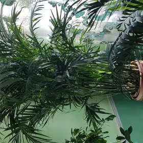 Пальма Арека 180см