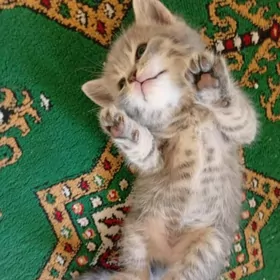 котята
