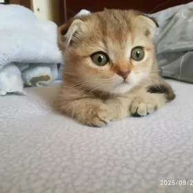 Шотландские котята