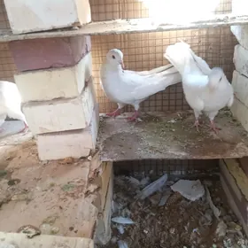 kepderi 🪽️️🪽