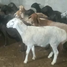 Goýun