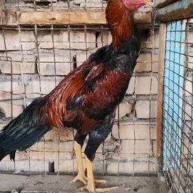 horaz baysy