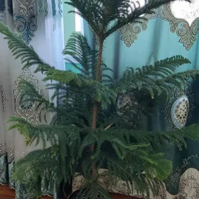 Араукария 160см