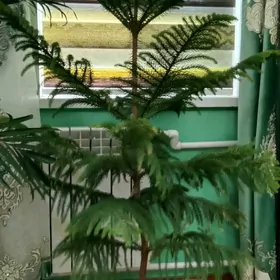 араукария