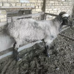 Goçkar
