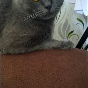 Потерялась кошечка Марта