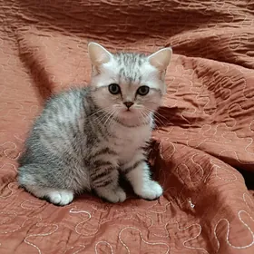 Тигровый таби