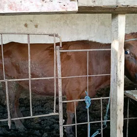 баклык сыгыр