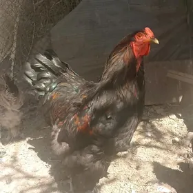 Brama Balgar Towuk