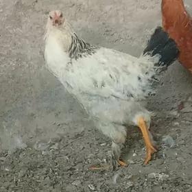 gigant towuklar