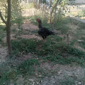horoz