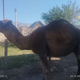 erkek düýe