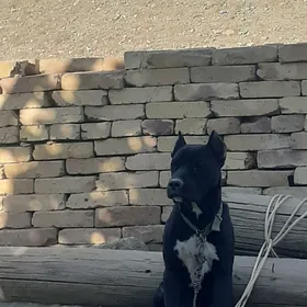 стаффордширский бультерьер