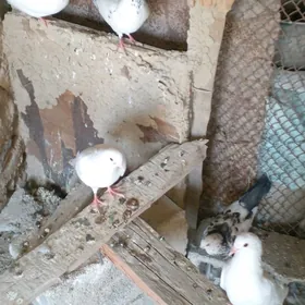 kepderi