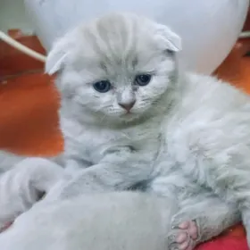 шотландские вислоухие котята