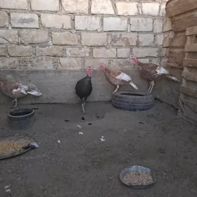 Owgan ınduk
