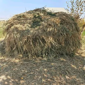 yorunjaly hasal ot satlyk