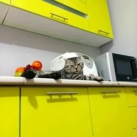 Şotland Pişik