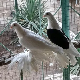 kepder
