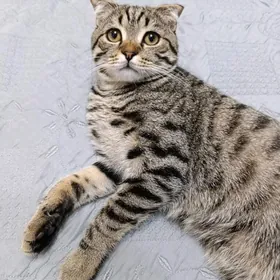 Вислоухий кот