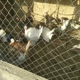 induk horazlar