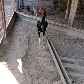 Байцовы хороз