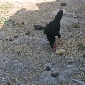 Baýsok towuk