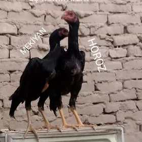 horoz