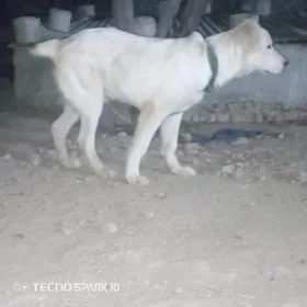 alabay it köpek