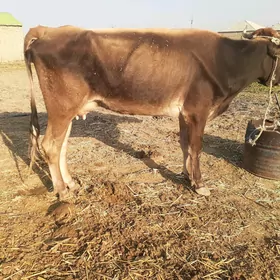 göleli sygyr, gysyr sygyr, tüw