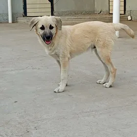 собака отдаю в хорошие руки