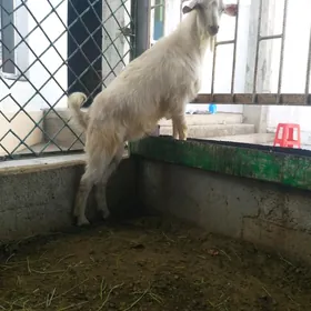 Paroda teke