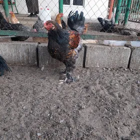 brama