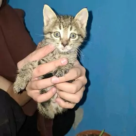 Котёнок!! Срочно в добрые руки