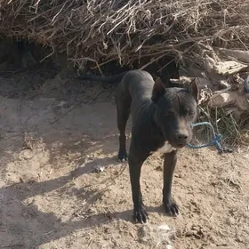 собака питбуль.güjik pitbull
