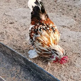 Karlik