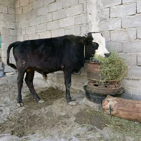 Göle