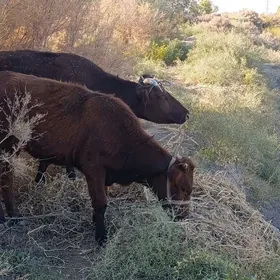 Танали сыгыр