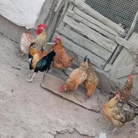Tawuk