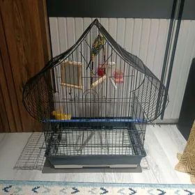 попугай с клеткой