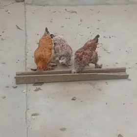 Brama
