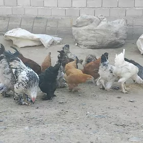balgar towuklar