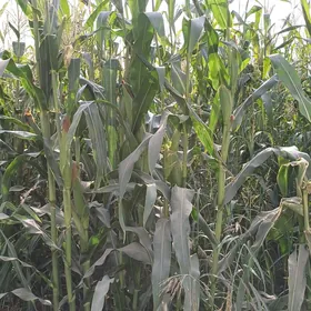 Mekge siloslyk danessi bn