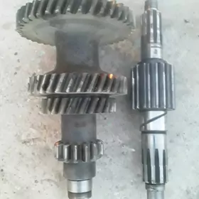 53 karopg dişi