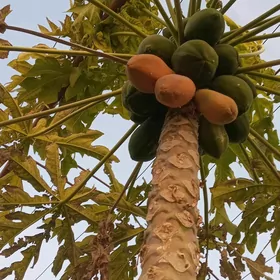 папай мивеси