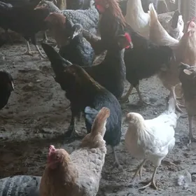Yerli yaş towuklar