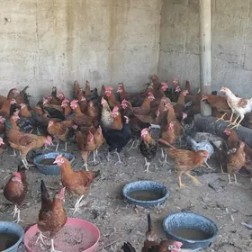 yaş horoz