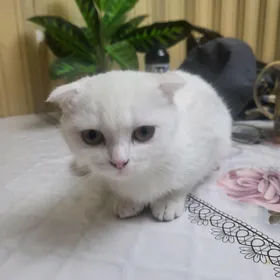 Кошка шотландский велоуха