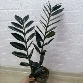 ЗАМИОКУЛЬКАС ЧЁРНЫЙ